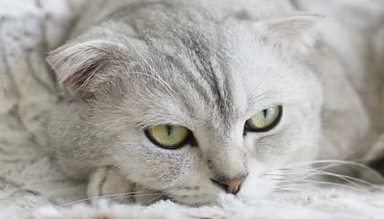 九游（jiuyou.com）游戏-转会截止日：五大联赛“超级交易”盘点，五大联赛转会期结束时间