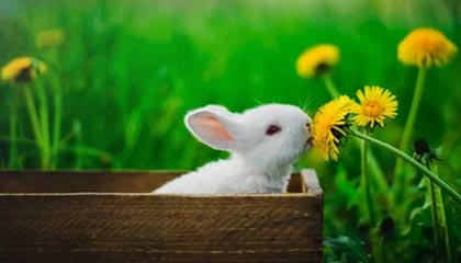 Jiuyou-英雄联盟S12总决赛决赛激战正酣，现场气氛火爆，s12总决赛lpl